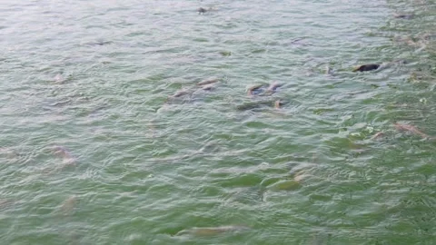Water surface of catfish pond Stock Footage 310639714