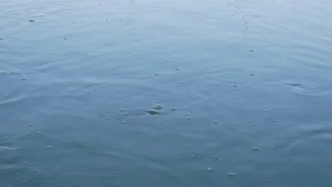 Water surface of catfish pond Stock Footage 310639923