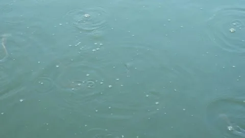 Water surface of catfish pond Stock Footage 310639926