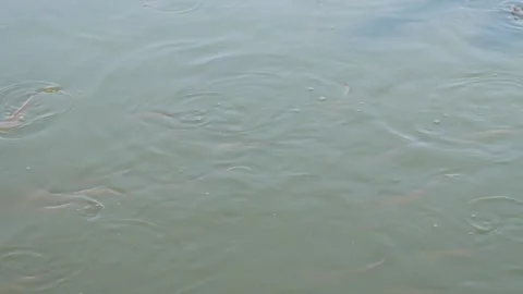 Water surface of catfish pond Stock Footage 310639929