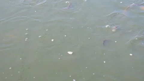 Water surface of catfish pond Stock Footage 310639931