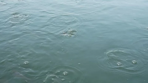 Water surface of catfish pond Stock Footage 310639933