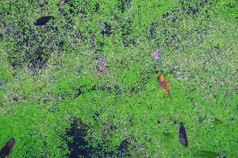 Water surface covered with aquatic plants. Stock Photos