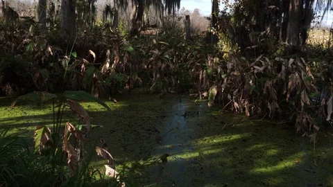 A water surface covered in green vegetal matter, surrounded by dry plant leaves! Stock Footage 329154530