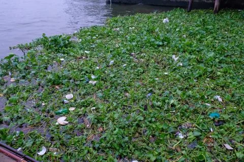 Water surface covered with vegetation. Stock Photos