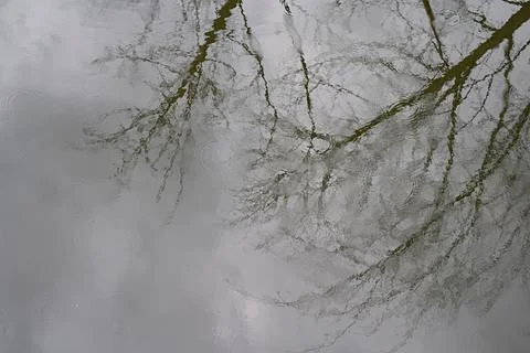 Water surface during rain with reflection of tree branches. Stock Photos