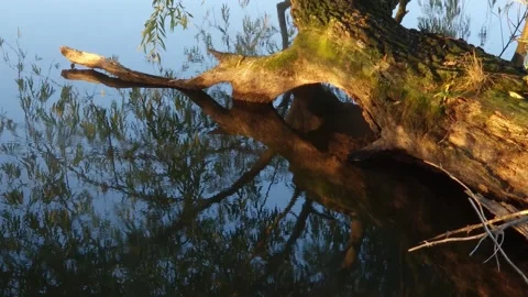 Water surface with fallen tree trunk on foreground in sunny Stock Footage 252122008
