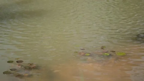 Water surface with falling drops filmed from above. Close-up of fountain spl Stock Footage 149574799