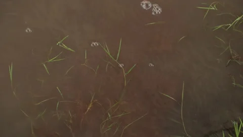 Water Surface With Floating Grass And Rising Bubbles In Brown Liquid with Stock Footage 345846889