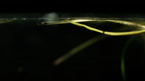 Water surface Stock Footage 606589