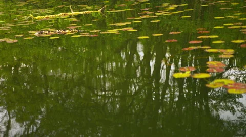 Water surface in forrest Stockbeeldmateriaal 58326988
