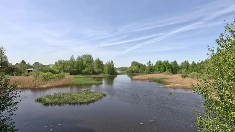 Water surface of the lake in a thicket of plants in sunny clear weather Stock Footage 287730803