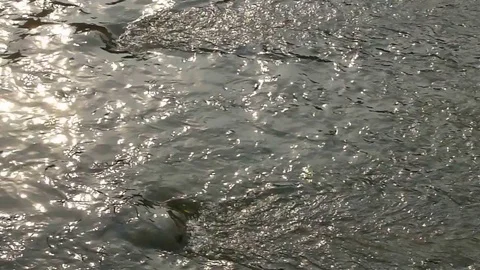 Water surface landscape of river Stock Footage 72999329