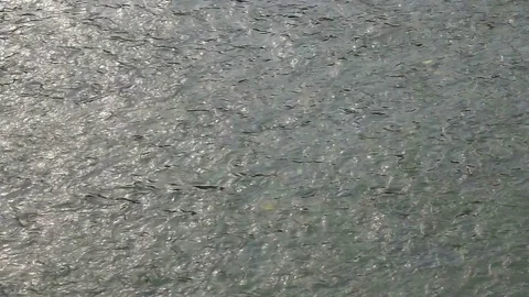 Water surface landscape of river Stock Footage 72999405