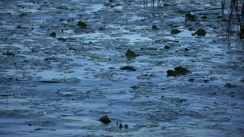 Water surface with lily and reflection tree in water, idyllic waves Stock Footage 93559218