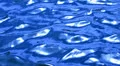 Water Surface LM06 Loop HD Footage