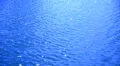 Water Surface LM19 Loop HD Footage