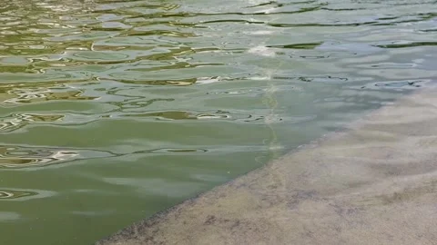 Water surface movement with green algae and blurry concrete Stock Footage 344562382