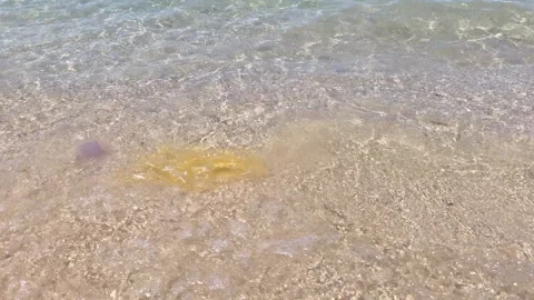 Water surface, ocean shore covered plastic debris layer greasy film, bright Stock Footage 333995997