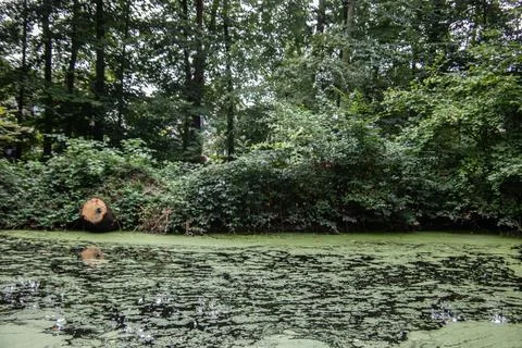 Water surface in the park Stock Photos