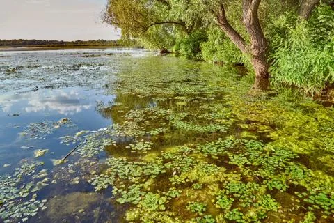 Water surface with plants Stock Photos