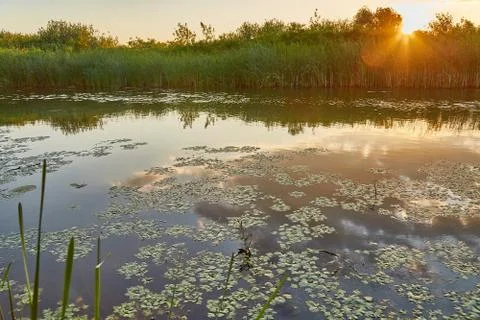 Water surface with plants Stock Photos