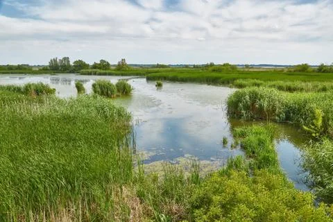 Water surface with plants Stock Photos