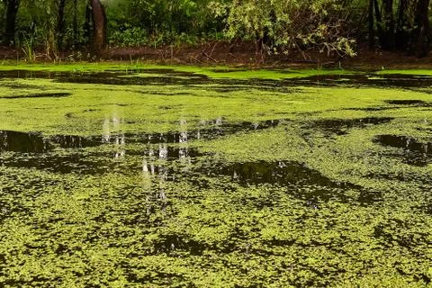 Water surface with plants Stock Photos