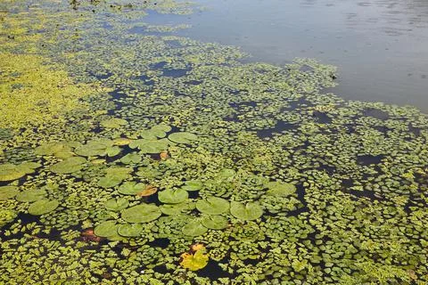 Water surface with plants Stock Photos