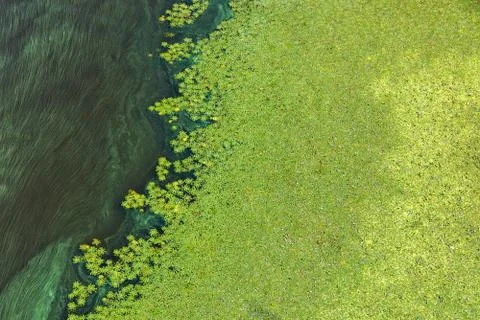 Water surface pollution. Environmental problems. The big flow of green plankt Stock Photos