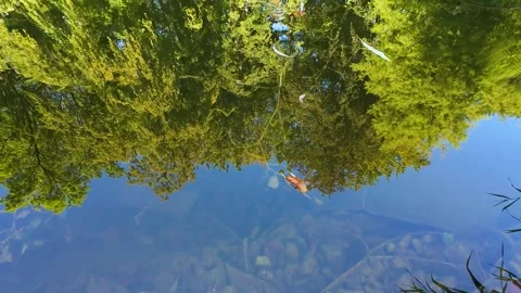 The water surface of the pond reflecting the trees and the sky. Stock-Footage 318185270