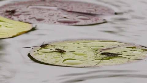 Water surface in rain. Common pond skaters are resting on water lily leaves. Video stock 253904915
