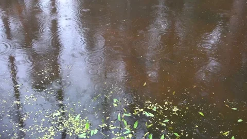 Water surface on a rainy day in a forest 4k Stock Footage 92326199