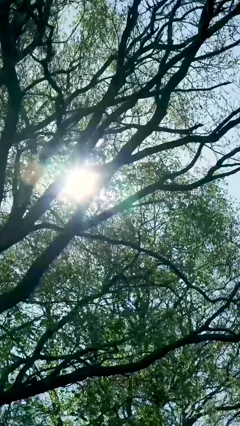 Water Surface Reflecting Tree Branches And Sun 库存影片 335476444