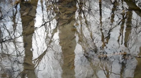 Water surface with reflections of leafless tree branches Stock Footage 50360153