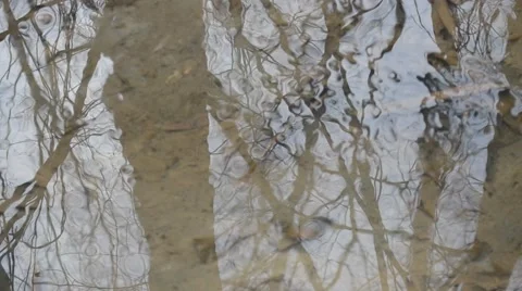 Water surface with reflections of leafless trees and branches Stock Footage 55782410