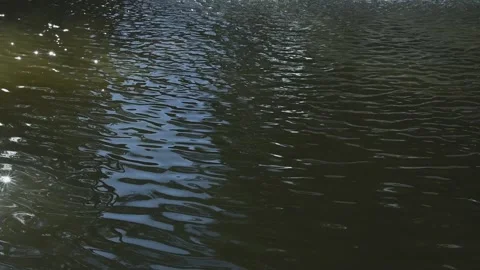 Water surface reflects natural light with ripples and shimmer. The frames show Видео 344527388