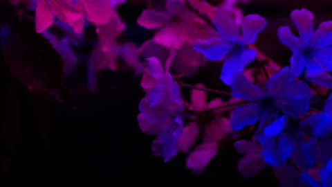 Water surface ripple, blue and pink macro sakura cherry flowers blossom at night Vídeo Stock 242062965