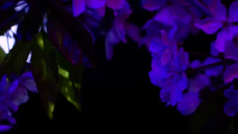 Water surface ripple, blue and pink macro sakura cherry flowers blossom at night Stock Footage 244971569