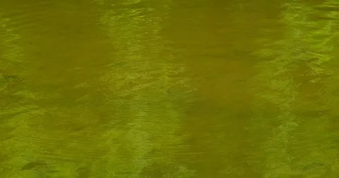 Water surface with ripples and circles Stock Footage 240901502
