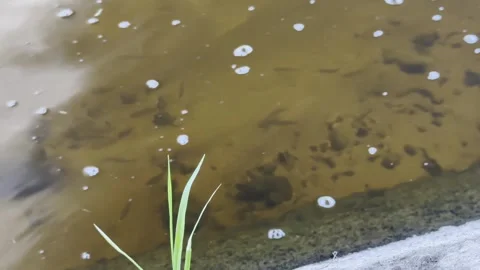 Water Surface with Ripples and Grass in Slow Motion Stock Footage 336617063