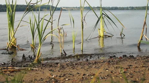 Water surface on the river between reeds Stock Footage 87256058