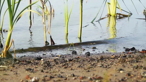 Water surface on the river between the reeds and the sandy shore. Stock Footage 87256313
