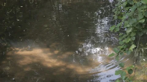 Water surface River Felda Thüringen Thuringia Germany Video stock 41040722