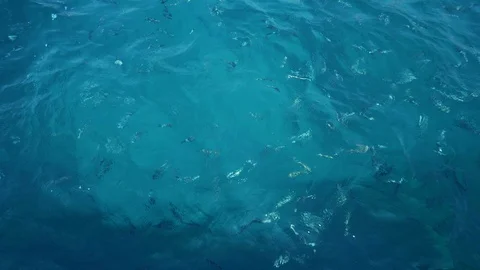 Water surface at Sea with fish Video stock 91294928