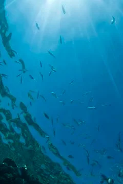 Water surface seen from below with sunrays coming through. Stock Photos