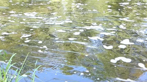 Water surface shows bubbles and plant life in clear natural setting during sunny Stock-Footage 325626221