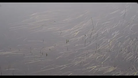 Water Surface, Slow Flowing Stream, Grass Waving With Current Stock Footage 336064655