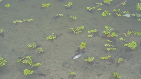 Water surface with a small dead fish. 库存影片 137279547