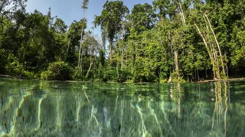 Water surface stream and forest Stock Photos